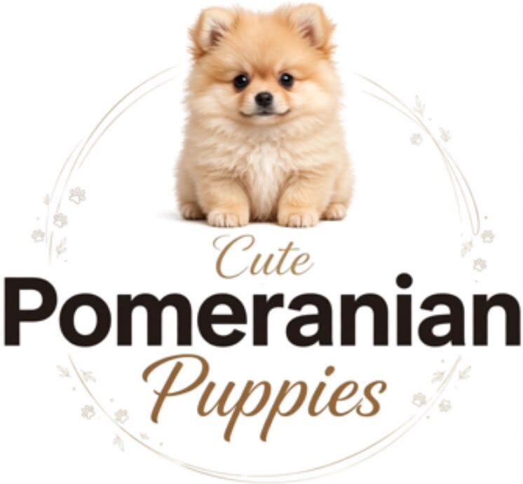 Cute Pomeranian Puppies